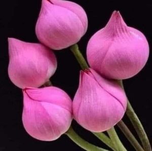 Meet your Posher, Gap